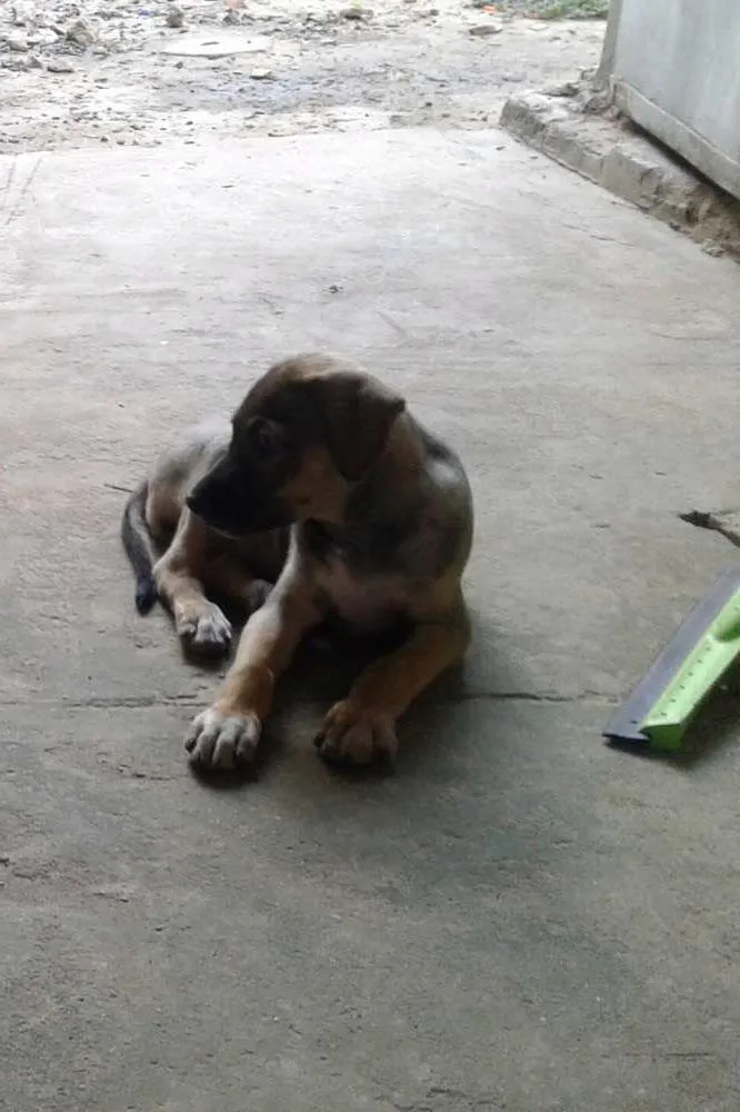 Cachorro raça vira lata idade 2 a 6 meses nome dogs