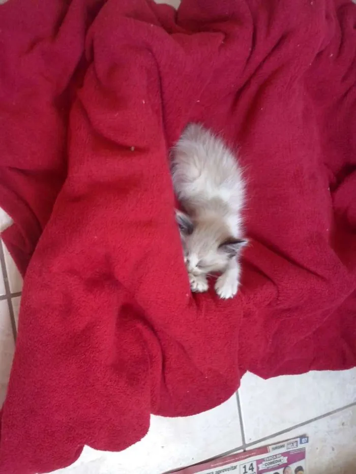 Gato ra a  idade Abaixo de 2 meses nome Tite