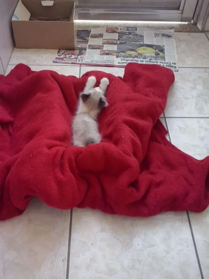 Gato ra a  idade Abaixo de 2 meses nome Tite