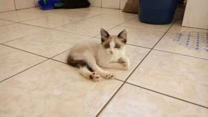 Gato ra a  idade Abaixo de 2 meses nome Tite
