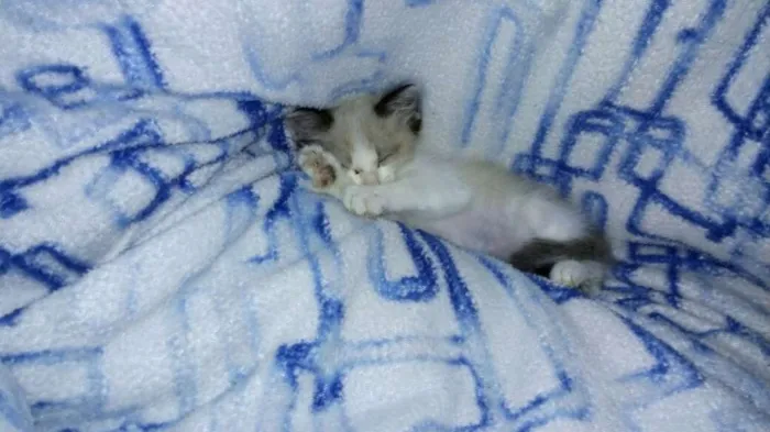 Gato ra a  idade Abaixo de 2 meses nome Tite