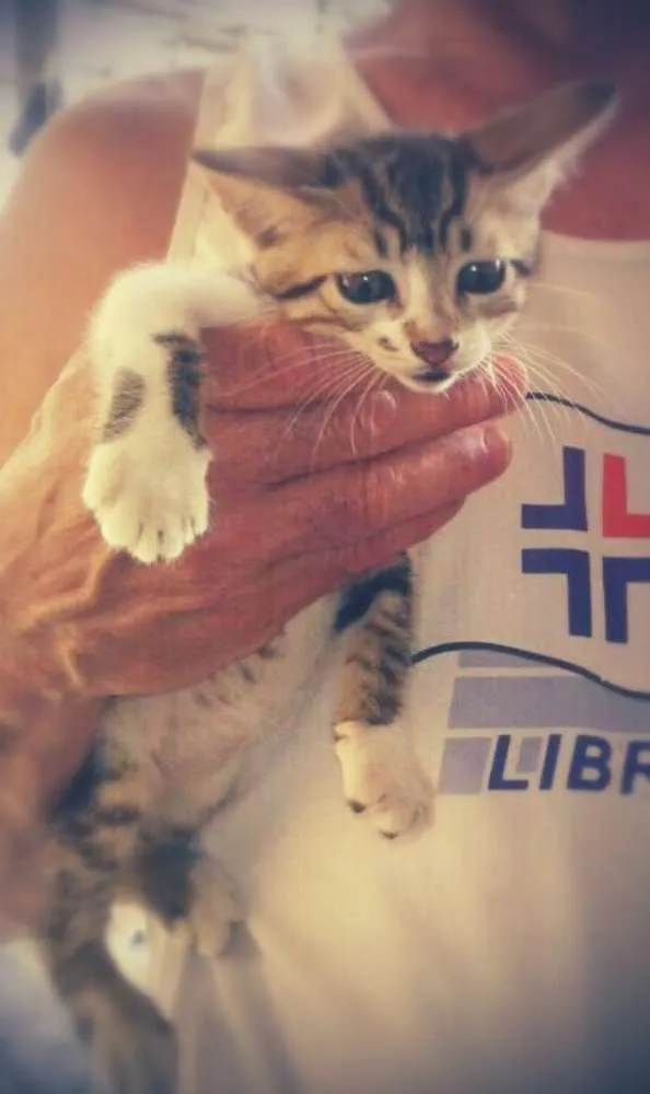 Gato ra a SRD idade Abaixo de 2 meses nome Dara