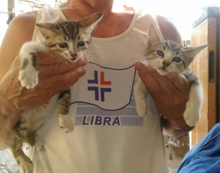 Gato ra a SRD idade Abaixo de 2 meses nome Dara