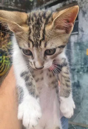 Gato raça SRD idade Abaixo de 2 meses nome Dara