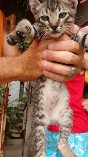 Gato raça SRD idade Abaixo de 2 meses nome Sara