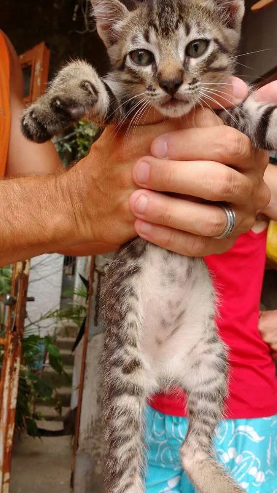 Gato ra a SRD idade Abaixo de 2 meses nome Sara