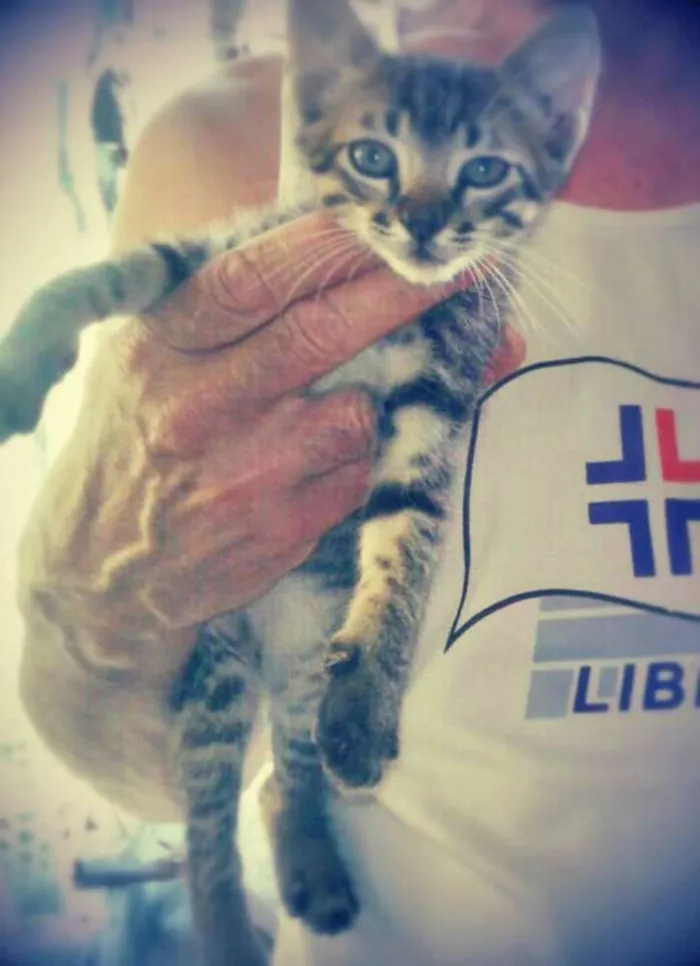 Gato ra a SRD idade Abaixo de 2 meses nome Sara