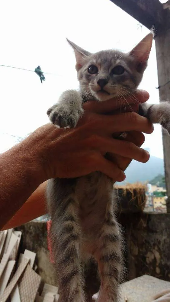 Gato ra a SRD idade Abaixo de 2 meses nome Mara