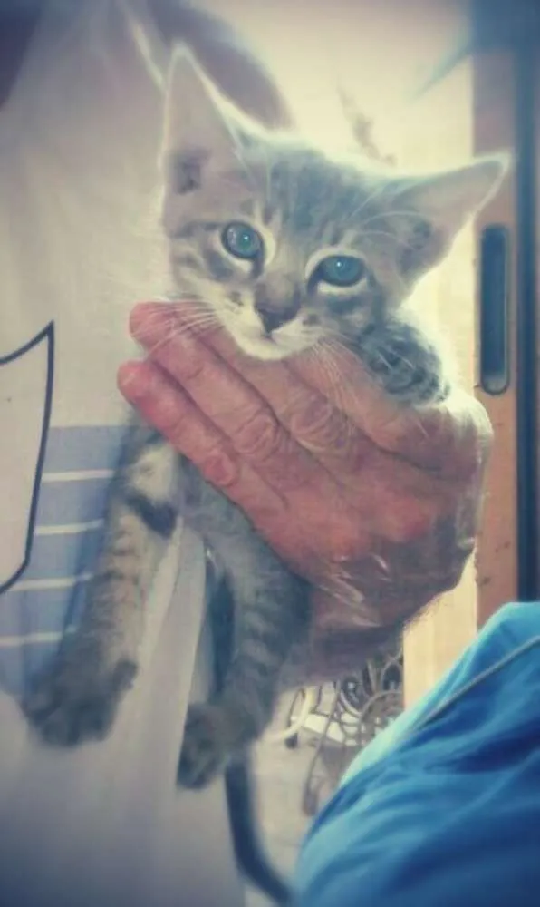 Gato ra a SRD idade Abaixo de 2 meses nome Mara