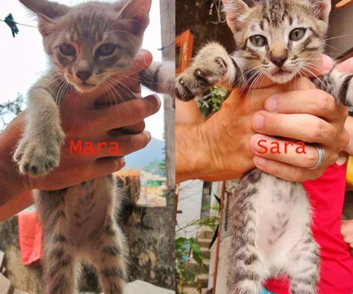 Gato ra a SRD idade Abaixo de 2 meses nome Mara