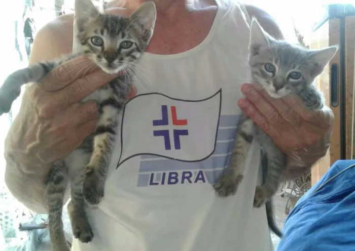 Gato ra a SRD idade Abaixo de 2 meses nome Mara