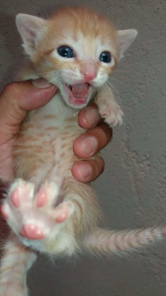 Gato ra a Mãe : siamesa  idade Abaixo de 2 meses nome Mãe : Nina