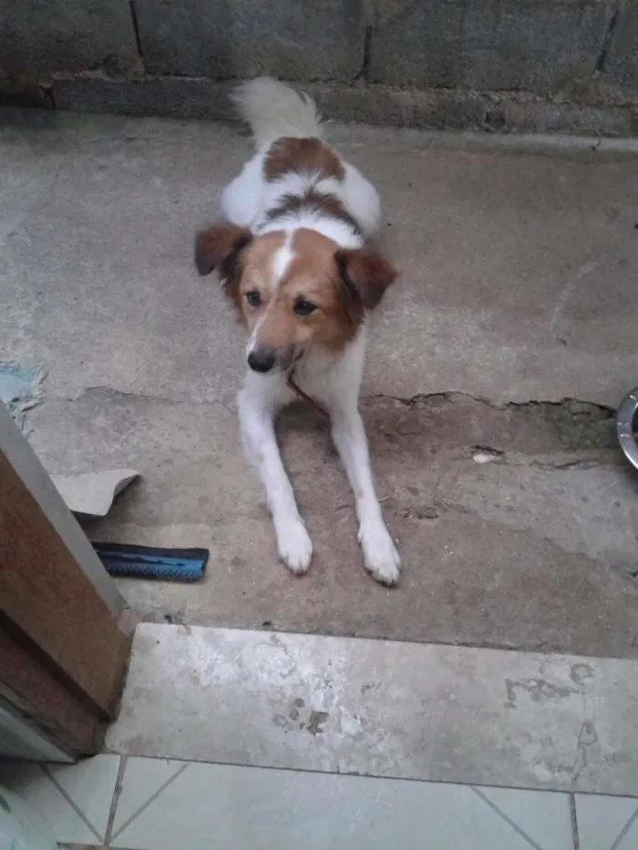 Cachorro raça Vira lata idade 4 anos nome Scooby