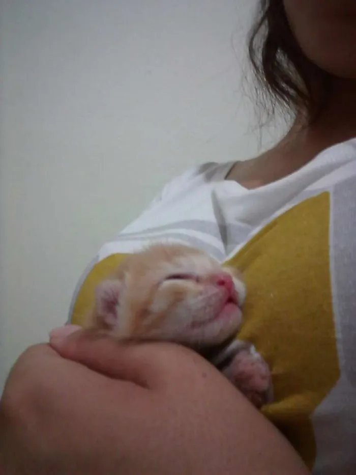Gato ra a Mãe : siamesa  idade Abaixo de 2 meses nome Mãe : Nina