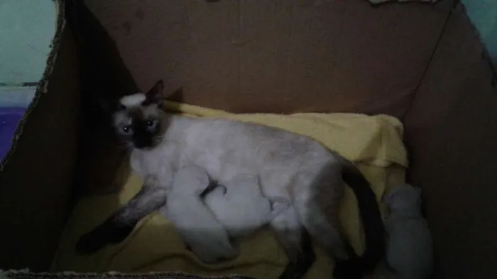 Gato ra a Mãe : siamesa  idade Abaixo de 2 meses nome Mãe : Nina