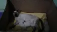 Mãe : Nina