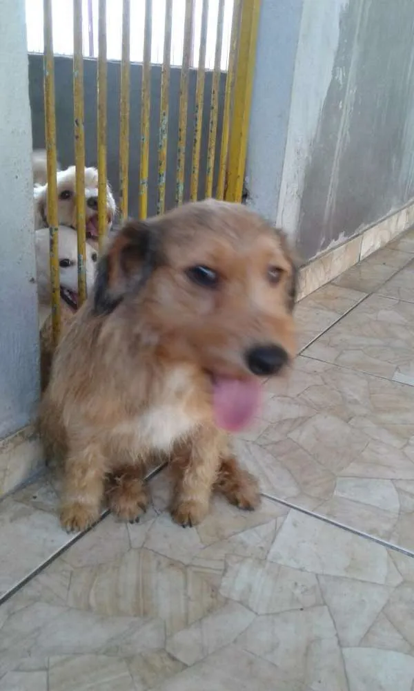 Cachorro ra a srd idade 2 anos nome xereta