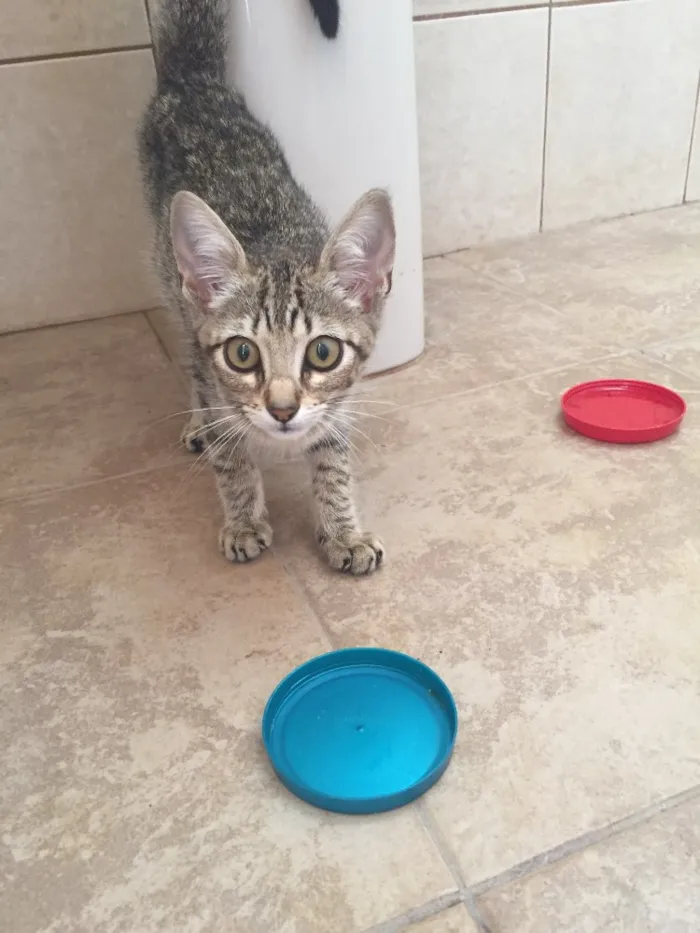 Gato ra a Gato idade 2 a 6 meses nome Gatinha sem nome