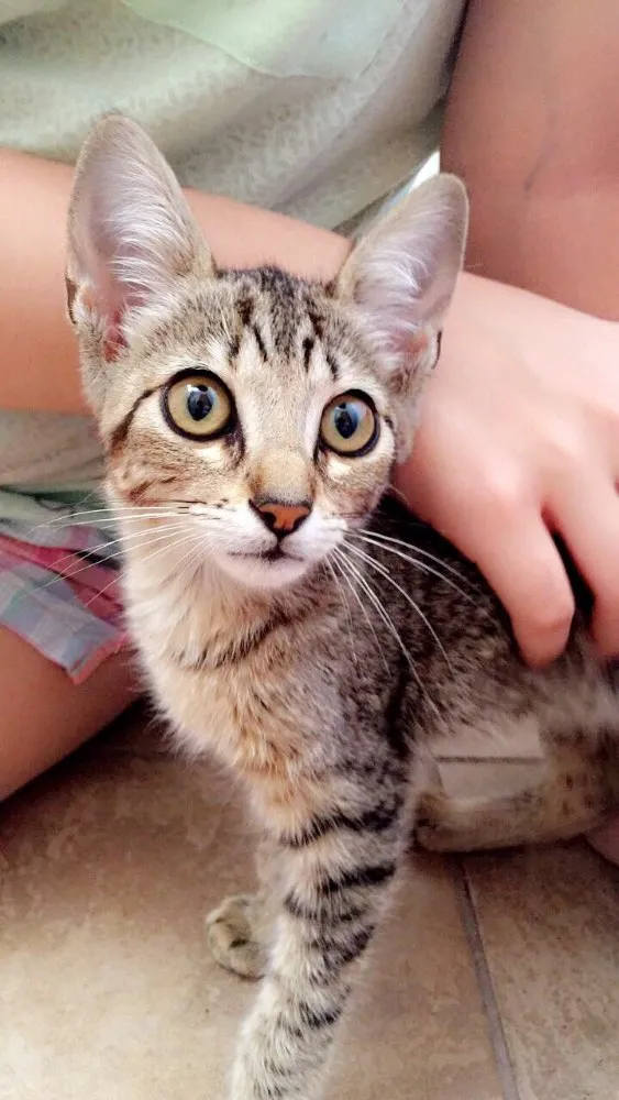 Gato ra a Gato idade 2 a 6 meses nome Gatinha sem nome