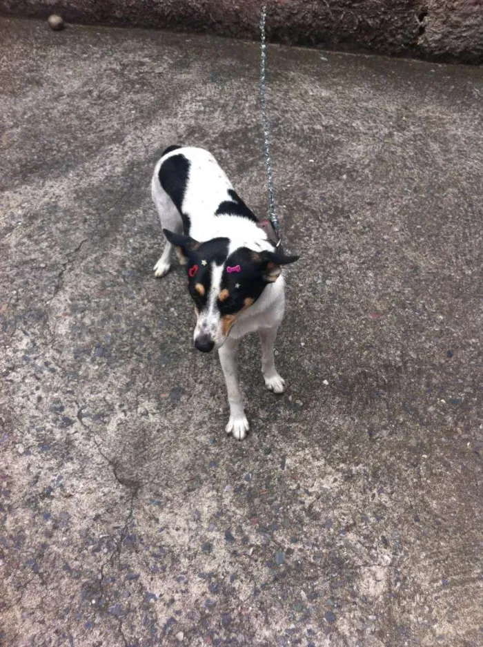 Cachorro ra a SRD idade 3 anos nome Megan