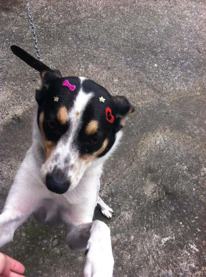 Cachorro ra a SRD idade 3 anos nome Megan