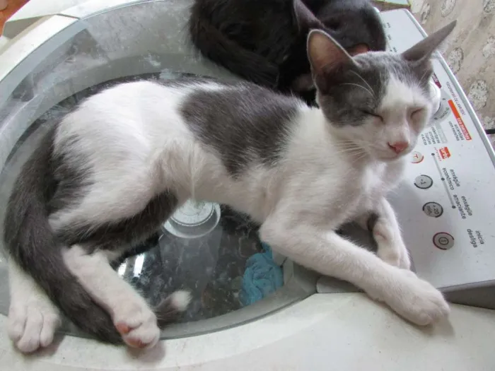 Gato ra a SRD idade 2 a 6 meses nome Sem nome