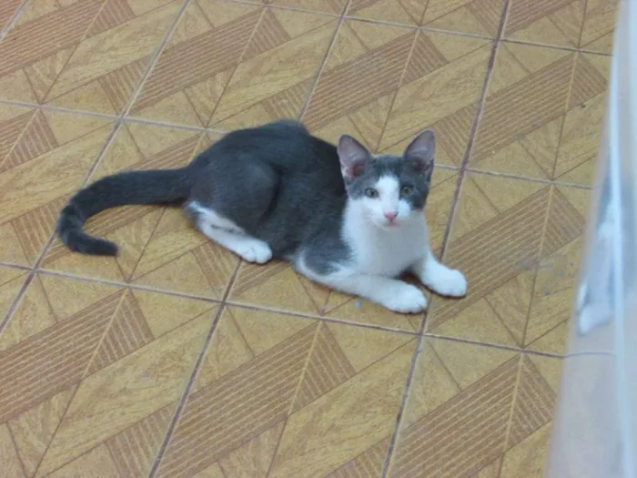 Gato ra a SRD idade 2 a 6 meses nome Sem nome
