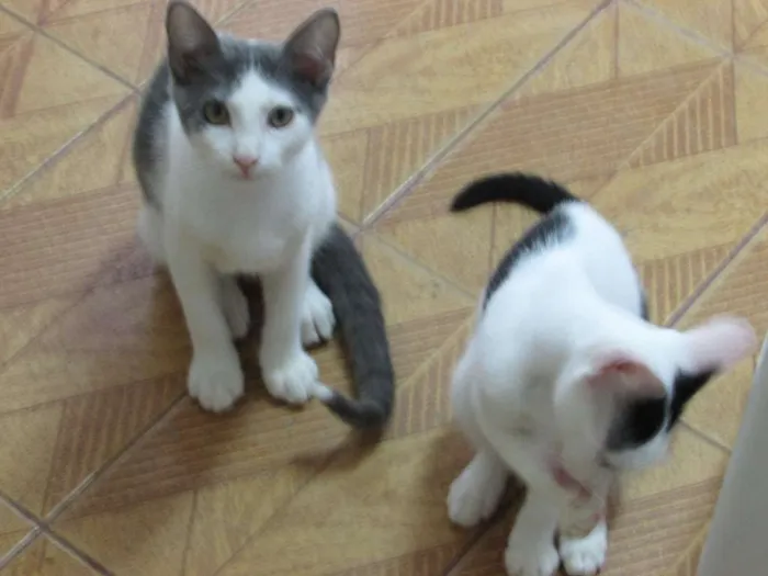 Gato ra a SRD idade 2 a 6 meses nome Sem nome