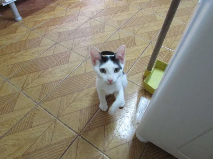 Gato ra a SRD idade 2 a 6 meses nome Sem nome
