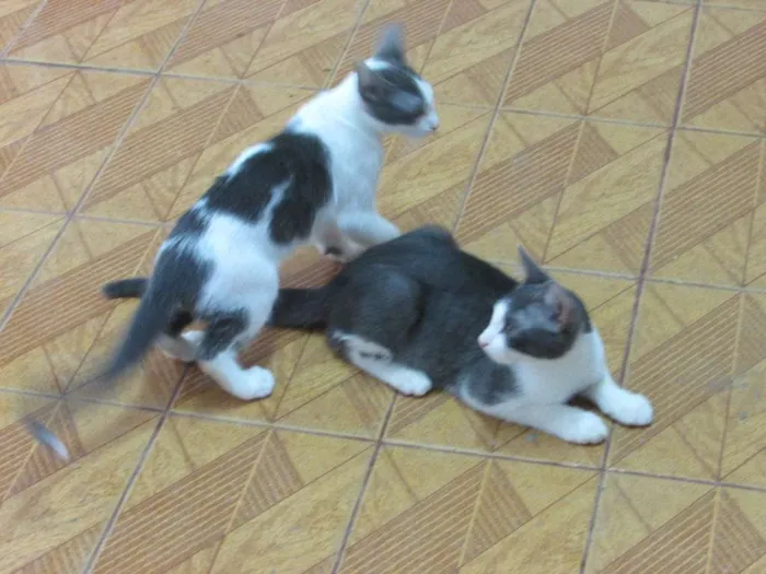 Gato ra a SRD idade 2 a 6 meses nome Sem nome
