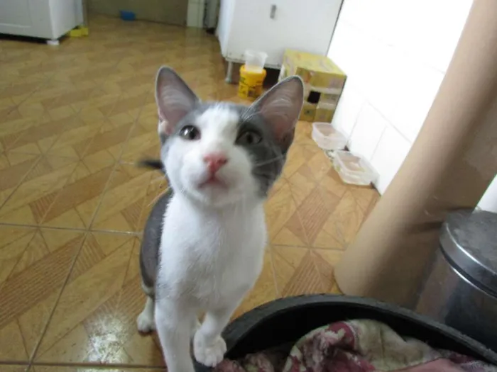 Gato ra a SRD idade 2 a 6 meses nome Sem nome