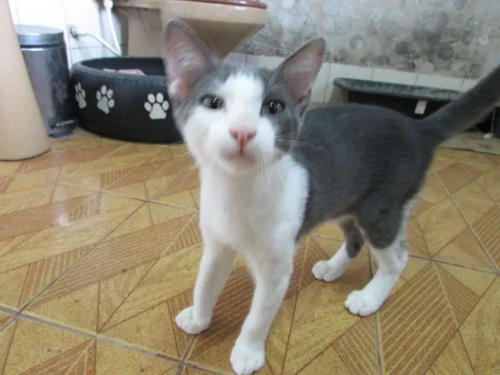 Gato ra a SRD idade 2 a 6 meses nome Sem nome