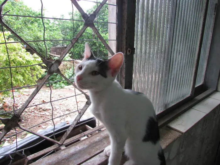 Gato ra a SRD idade 2 a 6 meses nome Sem nome