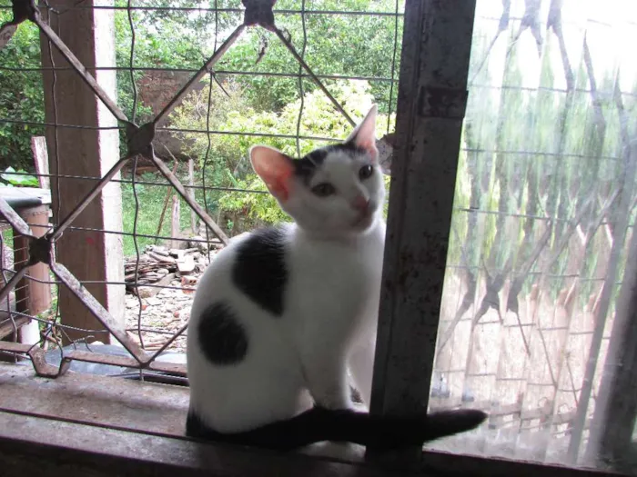 Gato ra a SRD idade 2 a 6 meses nome Sem nome