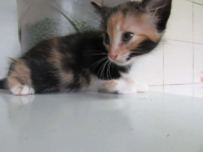 Gato ra a SRD idade 2 a 6 meses nome Sem nome