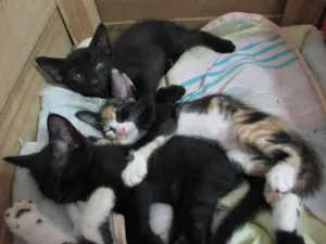 Gato raça SRD idade 2 a 6 meses nome Sem nome