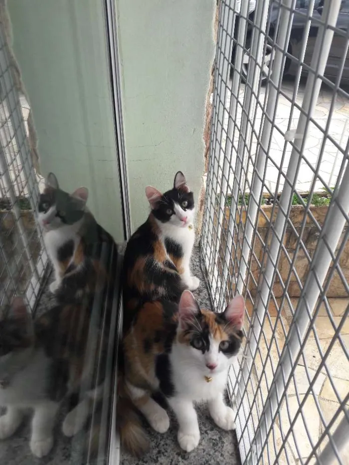 Gato ra a Srd idade 2 a 6 meses nome Emília e Babalu 