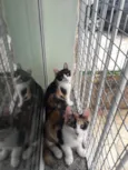 Emília e Babalu