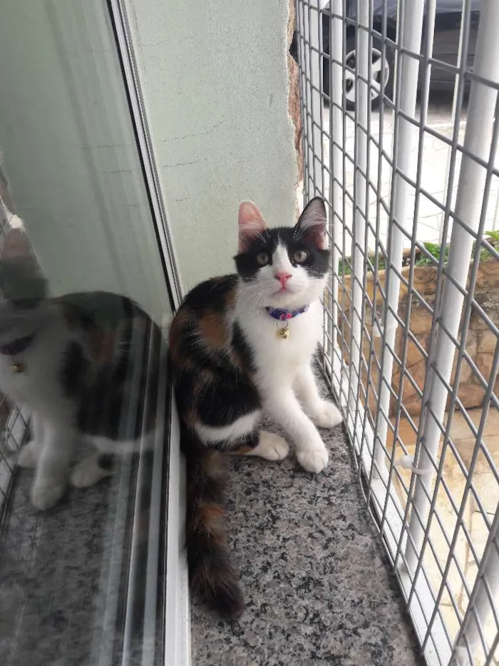 Gato ra a Srd idade 2 a 6 meses nome Emília e Babalu 