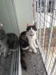 Emília e Babalu