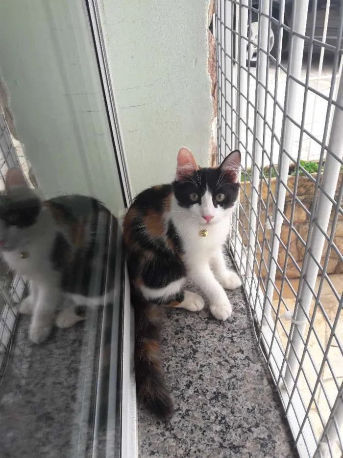 Gato ra a Srd idade 2 a 6 meses nome Emília e Babalu 