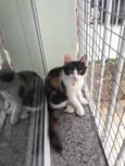Emília e Babalu