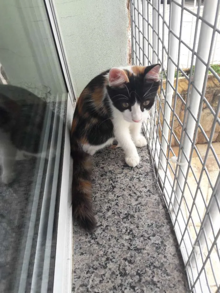Gato ra a Srd idade 2 a 6 meses nome Emília e Babalu 
