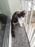 Emília e Babalu