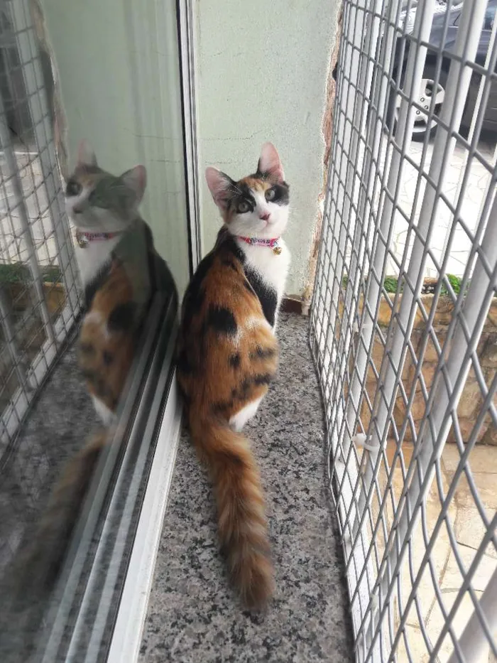 Gato ra a Srd idade 2 a 6 meses nome Emília e Babalu 