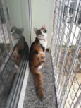 Emília e Babalu