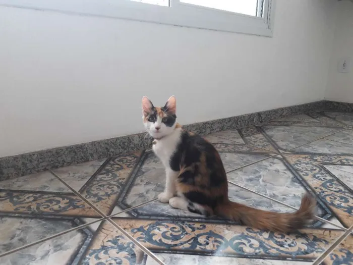 Gato ra a Srd idade 2 a 6 meses nome Emília e Babalu 