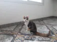 Emília e Babalu