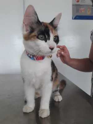 Gato raça Srd idade 2 a 6 meses nome Emília e Babalu 