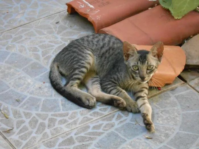 Gato raça srd idade 2 a 6 meses nome s/nome
